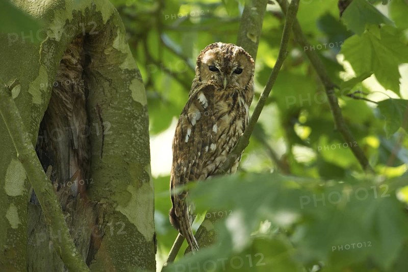 Tawny Owl (Strix aluco), Rhineland-Palatinate, Germany