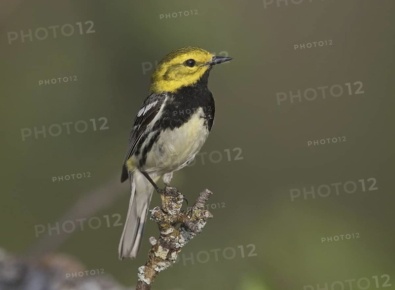 Black-throated Green Warbler (Setophaga virens) male, Michigan, USA