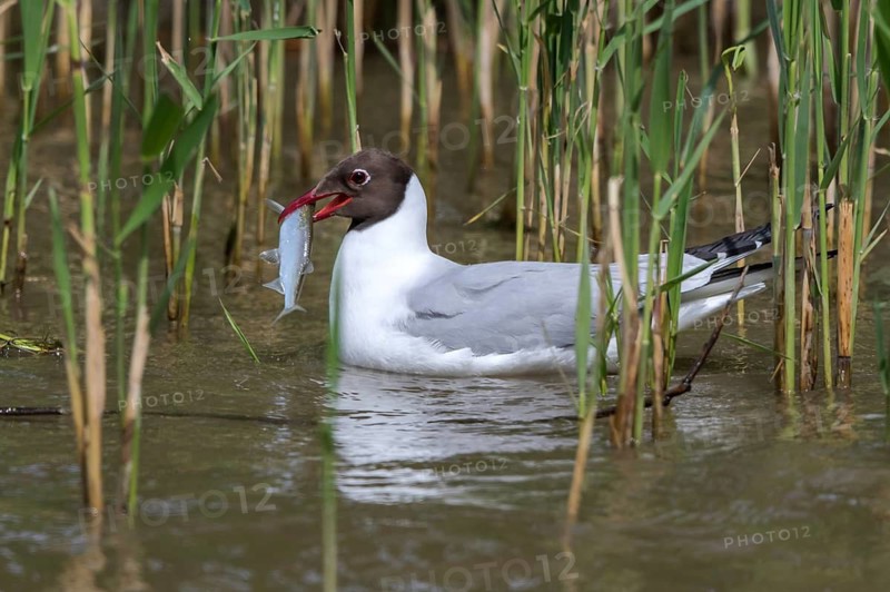 Black-headed Gull (Chroicocephalus ridibundus) eating Common bleak (Alburnus alburnus), Mecklenburg-Western Pomerania, Germany