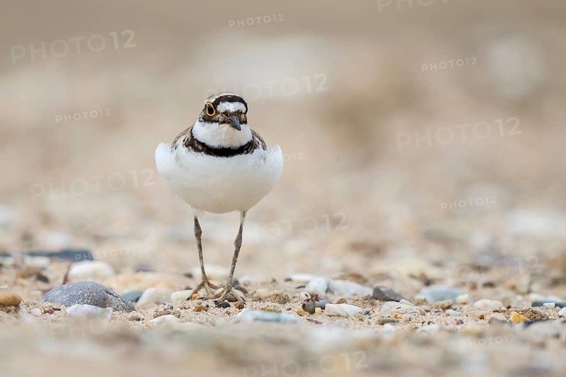 Little Ringed Plover (Charadrius dubius) male, North Rhine-Westphalia, Germany