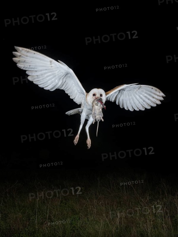 Western Barn Owl (Tyto alba) flying with prey in its beak, Texas, USA
