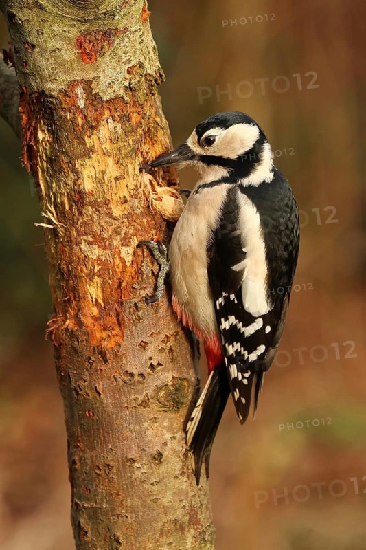 Great Spotted Woodpecker (Dendrocopos major) female, Lower Saxony, Germany