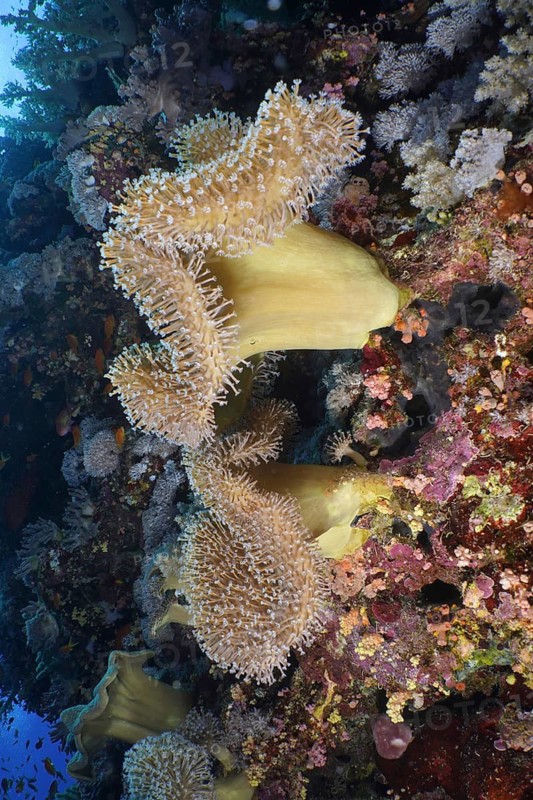 Rough leather coral (Sarcophyton glaucum)