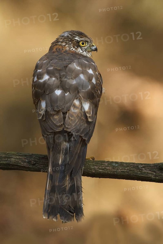 Eurasian Sparrowhawk (Accipiter nisus), Utrecht, Netherlands