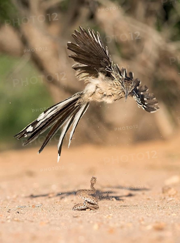 Greater Roadrunner (Geococcyx californianus) fighting with a Western Diamondback Rattlesnake (Crotalus atrox), Arizona, USA
