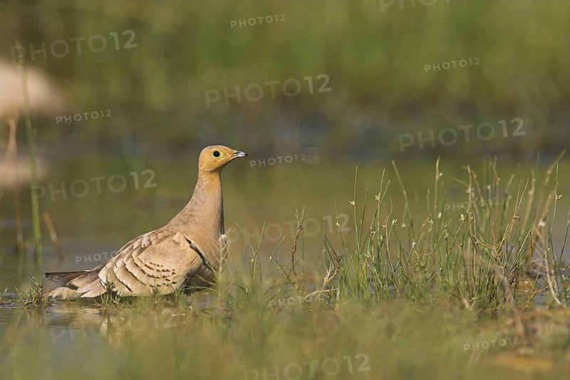 Chestnut-bellied Sandgrouse (Pterocles exustus) male, Oman