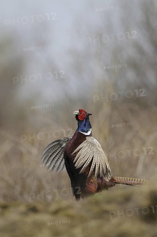 Common Pheasant (Phasianus colchicus) male, Texel, Netherlands