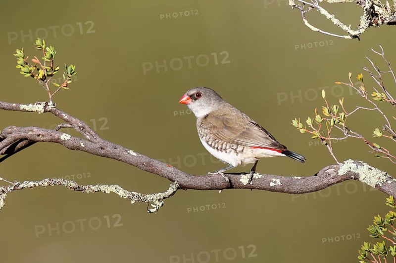 Diamond Firetail (Stagonopleura guttata) juvenile, Victoria, Australia