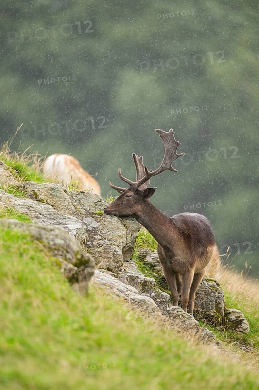 European fallow deer (Dama dama) stag on a meadow, tirol, Kitzbühel, Wildpark Aurach, Austria