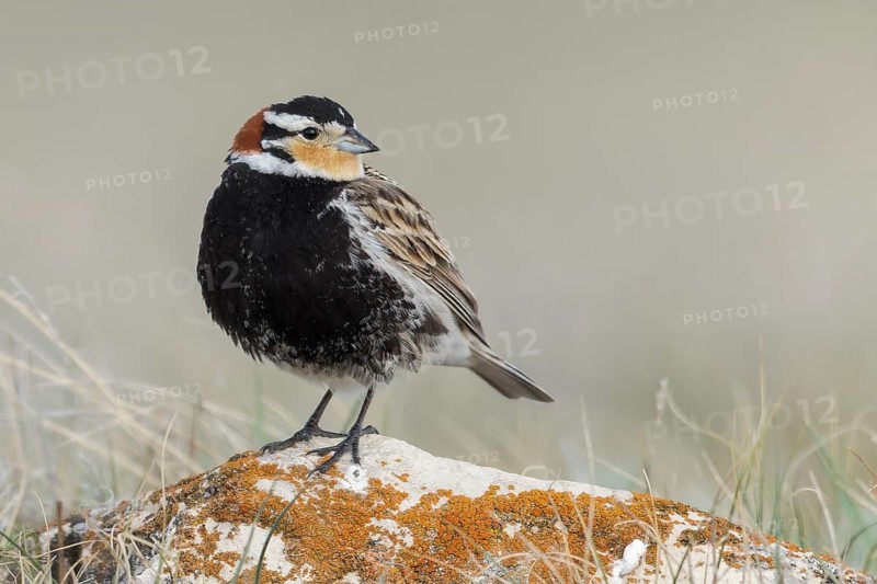 Chestnut-collared Longspur (Calcarius ornatus) perched on a branch in Alberta, Canada