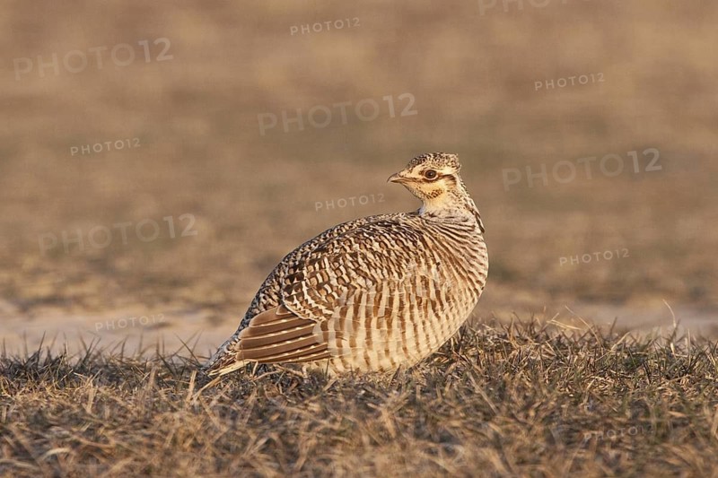 Greater Prairie Chicken (Tympanuchus cupido) female, Wisconsin, USA