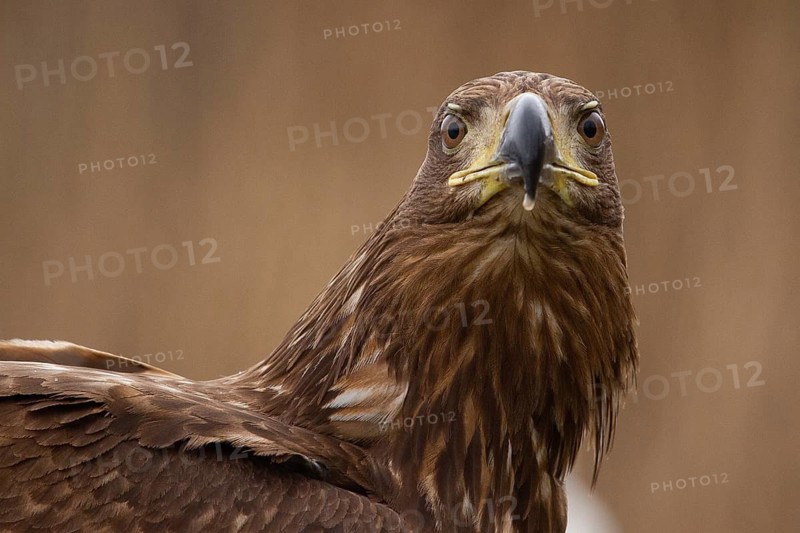 White-tailed Eagle (Haliaeetus albicilla) young, Pusztaszer, Hungary