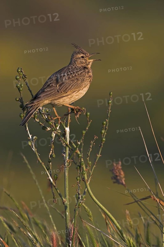 Crested Lark (Galerida cristata) singing, Lesvos, Greece