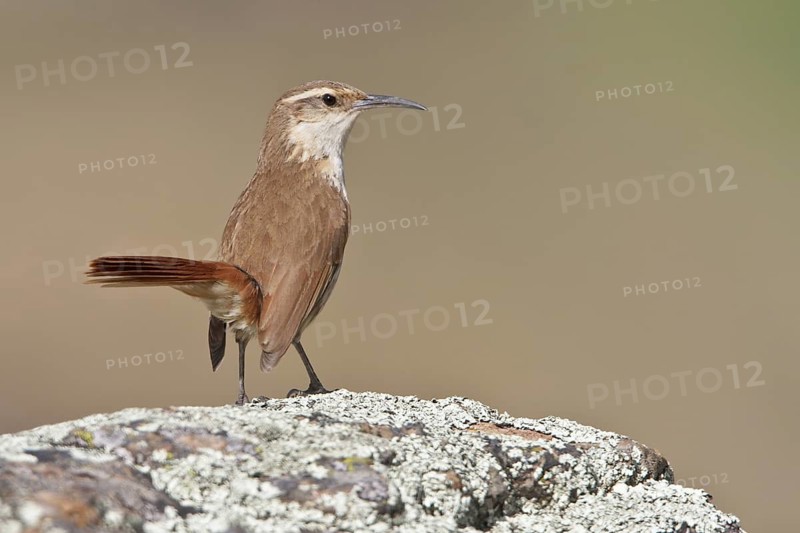 Rock Earthcreeper (Upucerthia andaecola) perched on a rock in Bolivia, South America