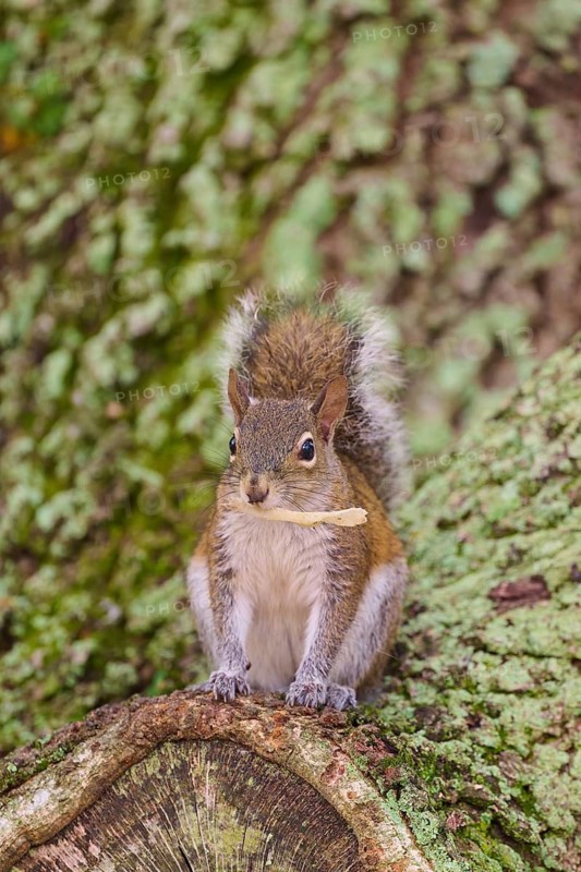 American grey squirrel (Sciurus carolinensis), sitting on a moss-covered tree trunk in the forest, Pembroke Pines, Florida, USA