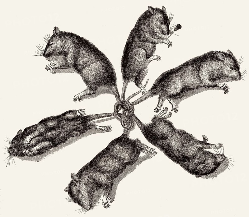 Sechs Ratten sind an den Schwänzen verbunden, Illustration, 19. Jahrhundert