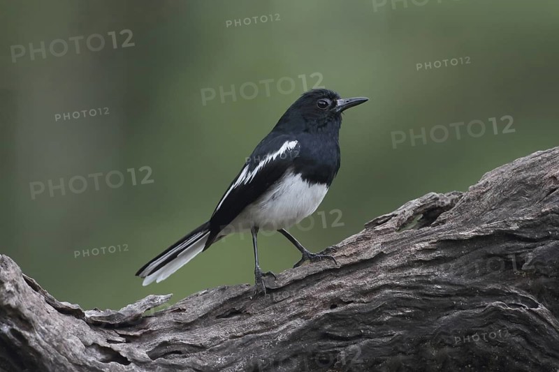 Oriental Magpie-Robin (Copsychus saularis) male, Selangor, Malaysia