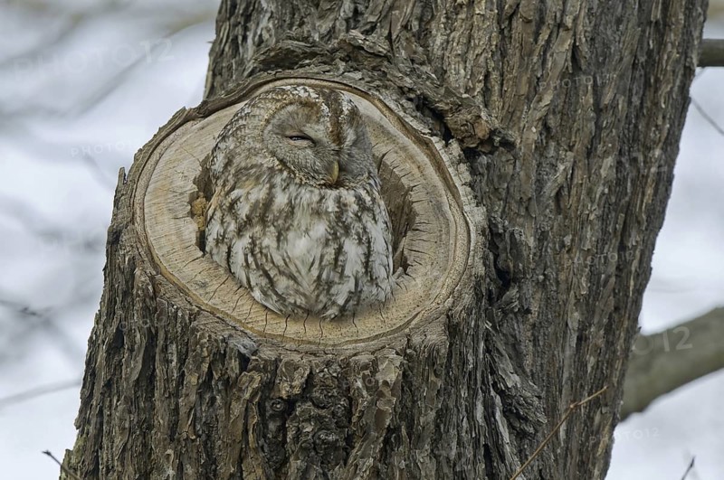Tawny Owl (Strix aluco), Saxony, Germany