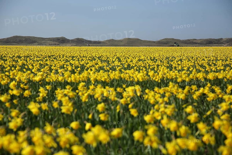 Yellow flower field with Easter bells and dune landscape, ornamental horticulture, plant breeding, agriculture, empty, deep, endless, flower meadow, De Koog, Texel, North Holland, Netherlands, Netherlands