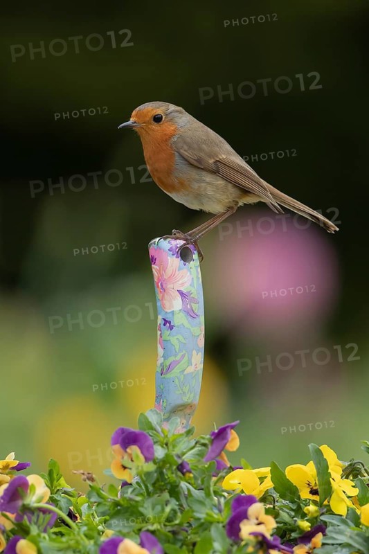 European robin (Erithacus rubecula) adult garden bird on a trowl handle in a plant pot with pansy and viola flowers in spring, Suffolk, England, United Kingdom