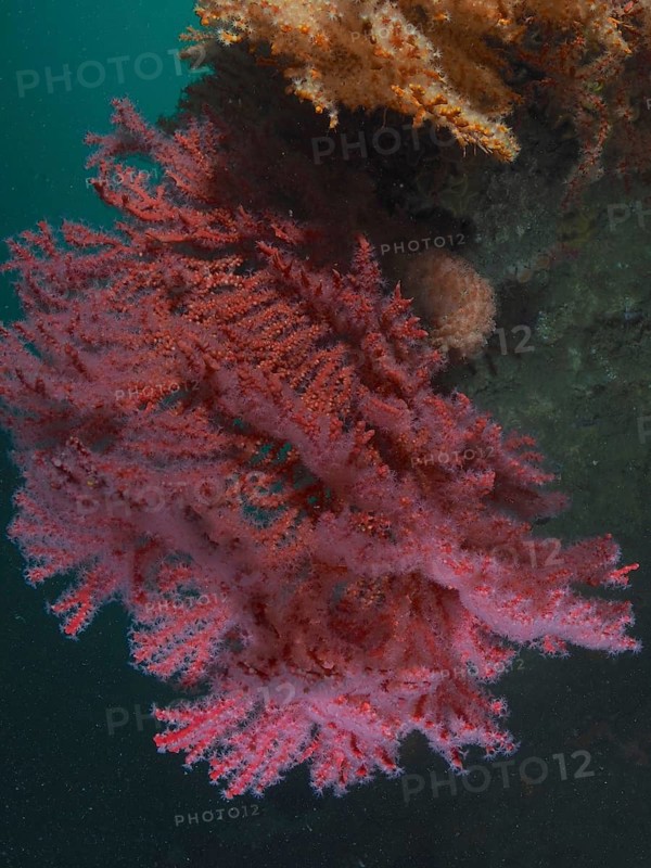 Knotted coral (Acabaria sp.)
