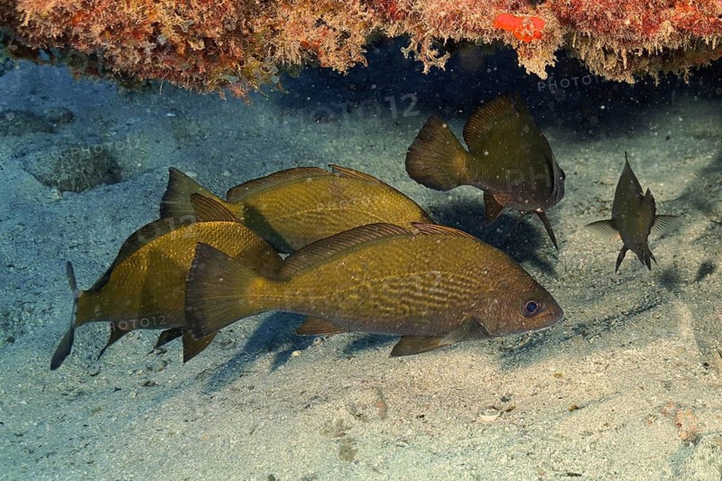 Umber fish (Umbrina canariensis)