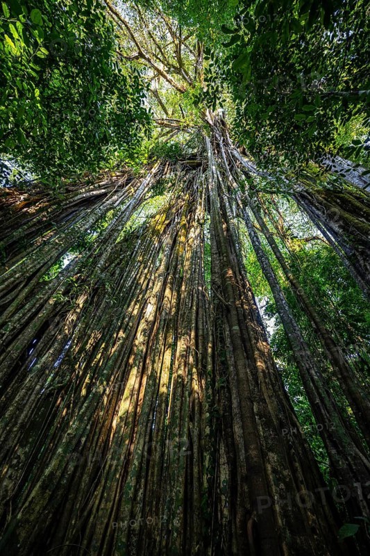 Hanging roots of a giant strangler fig (Ficus americana), looking upwards, in the rainforest, Corcovado National Park, Osa, Puntarena Province, Costa Rica