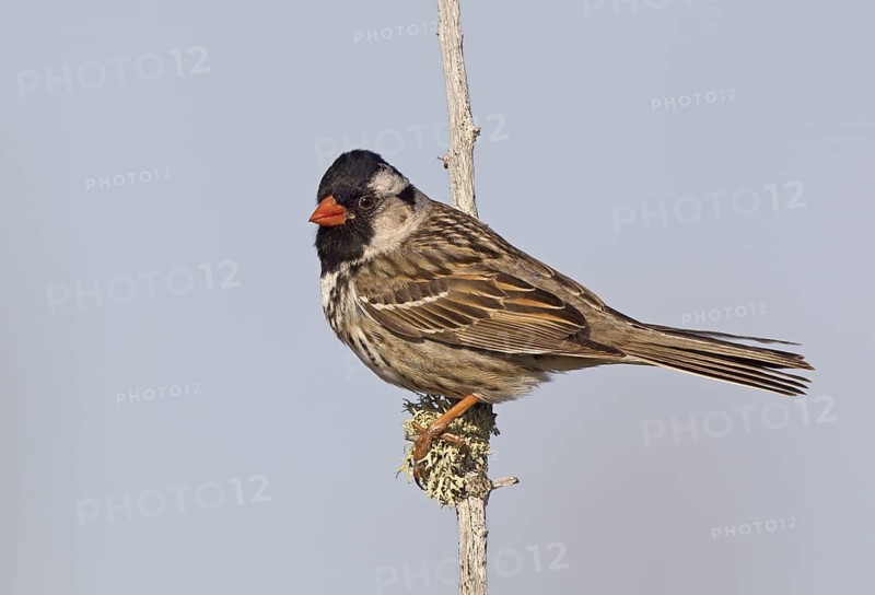 Canada, Manitoba, June, breeding male
