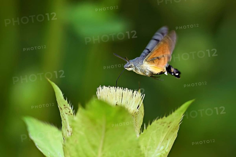 Dove's tail (Macroglossum stellatarum), flies on the flower of cabbage thistle (Cirsium oleraceum), Meienberg, Canton Aargau, Switzerland