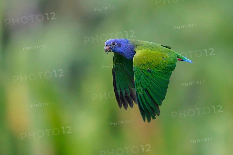 Blue-headed Parrot (Pionus menstruus) flying in Manu National Park, Peru