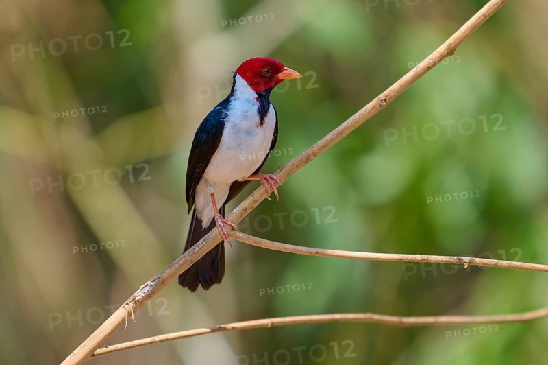 Small bird with red head on a branch, natural background, black-throated cardinal (Paroaria gularis), Pantanal, Mato Grosso, Brazil