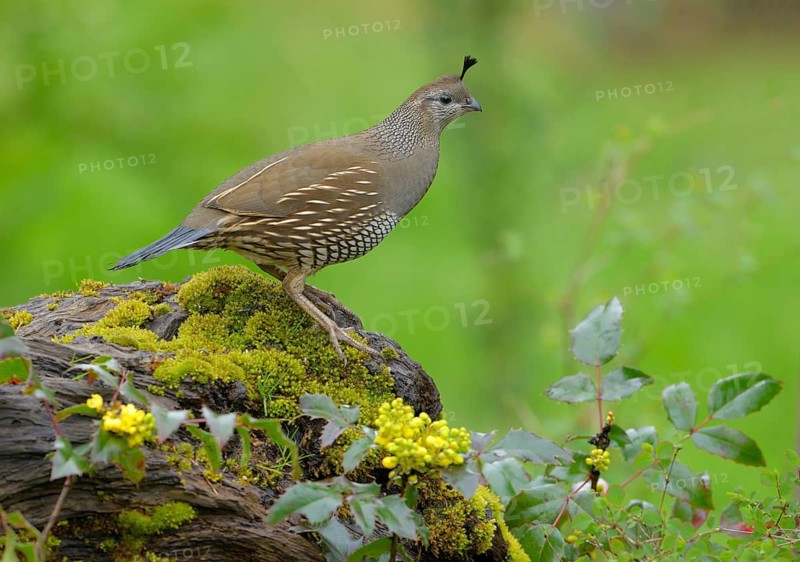 California Quail (Callipepla californica) female, British Columbia, Canada