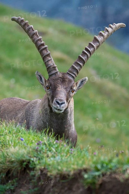 Alpine Ibex (Capra ibex) male portrait, High Tauern, Carinthia, Austria