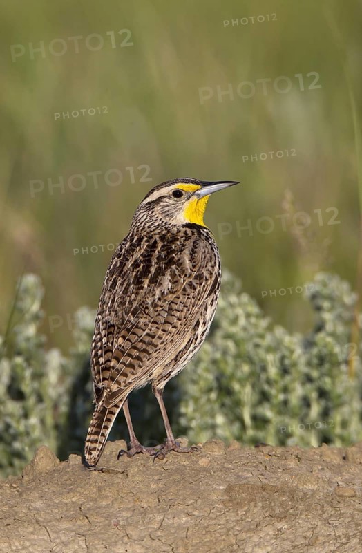 Western Meadowlark (Sturnella neglecta), Montana, USA
