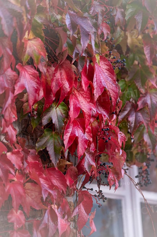 Wild Vine (Parthenocissus quinquefolia) with fruit is growing downwards, in the lower right edge of the picture the white shoots of a window, close-up of the Mussel Museum Hooksiel, Wangerland, North Sea coast, Lower Saxony, Germany