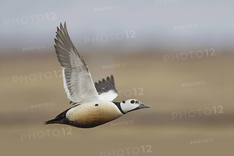 Steller's Eider (Polysticta stelleri) male flying, Alaska, USA