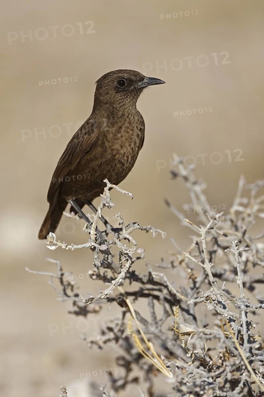 Ant-eating Chat (Myrmecocichla formicivora), Oshikoto, Namibia