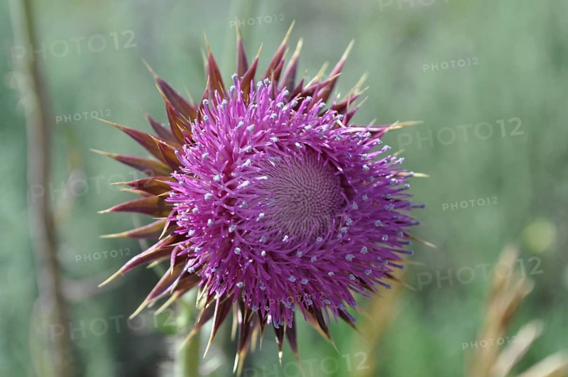Close-up of a purple flower with spiky details, Musk Thistle (Carduus nutans), in a natural setting, Grand Teton National Park, Wyoming, USA
