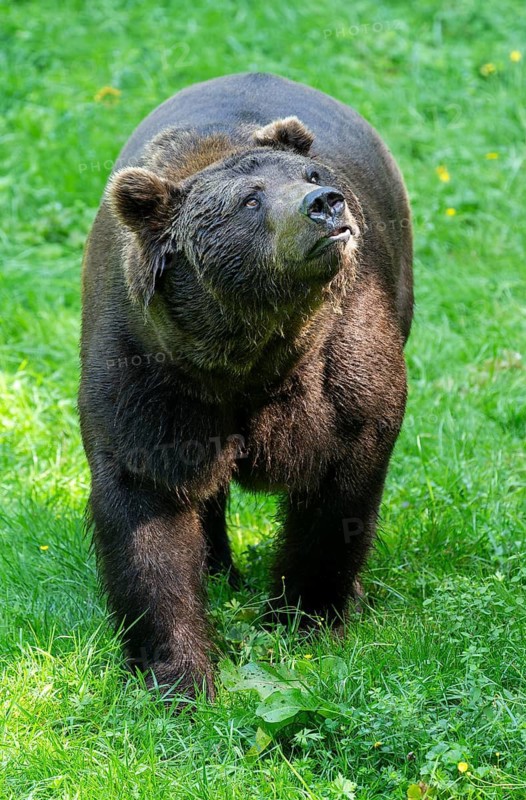Brown bear (Ursus arctos) stands on a forest meadow and looks attentively, Germany