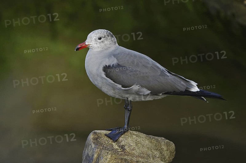Heermann's Gull (Larus heermanni), California, USA