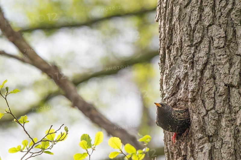 A starling (Sturnus vulgaris) looks away from its breeding den in a natural hollow on the trunk of a black alder (Alnus glutinosa), surrounded by fresh greenery in spring, Dümmer nature park Park, Lower Saxony, Germany