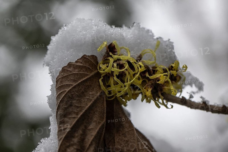 Witch hazel (Hamamelis mollis Pallida) in the snow, Emsland, Lower Saxony, Germany