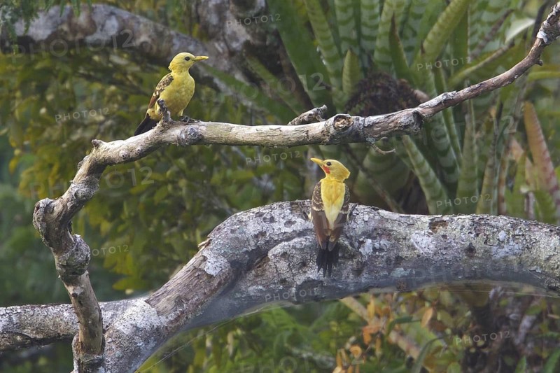 Cream-colored Woodpecker (Celeus flavus) perched on a branch in Ecuador, South America