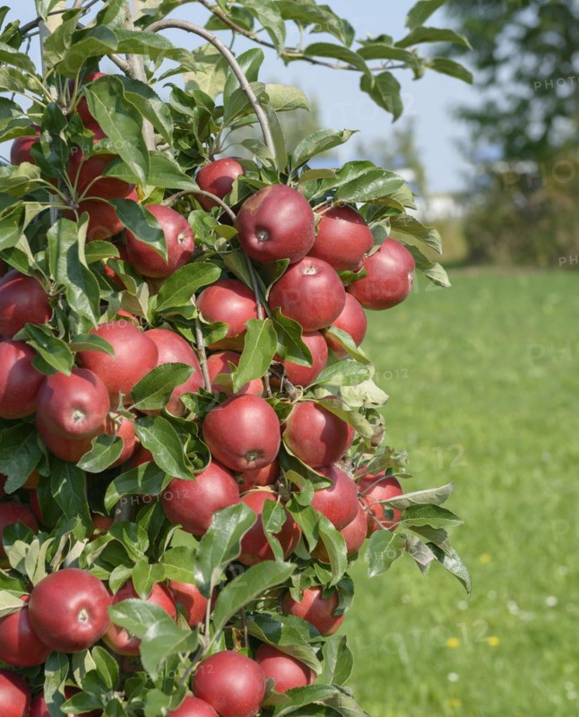 Apple (Malus domestica 'Gemini'), Bundessortenamt Prüfstelle Wurzen, Wurzen, Saxony, Germany