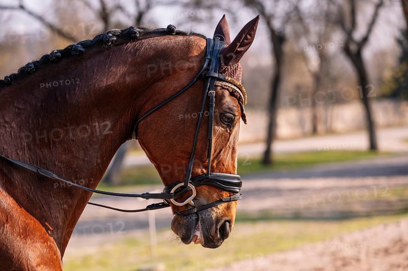 A close-up of a dressage horse's head showcasing a braided mane and elegant bridle The horse stands gracefully in a natural outdoor setting, embodying classical equestrian style