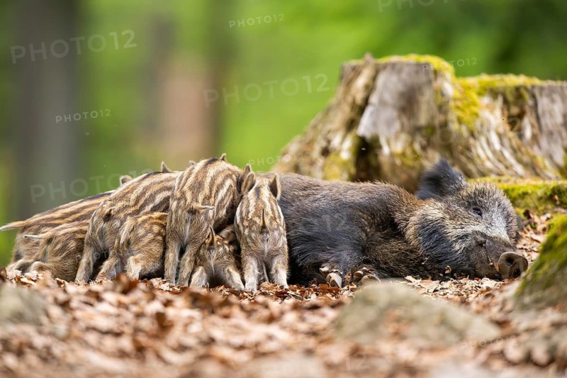 Wild boar (Sus scrofa) piglets (Squeaker) suckle milk at their mother in a forest, Bavaria, Germany