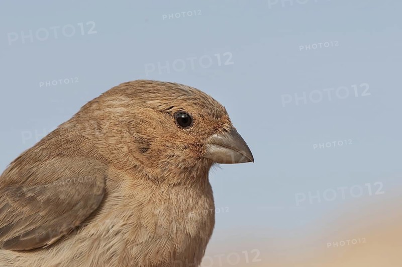 Sinai Rosefinch (Carpodacus synoicus) female, Eilat, Israel