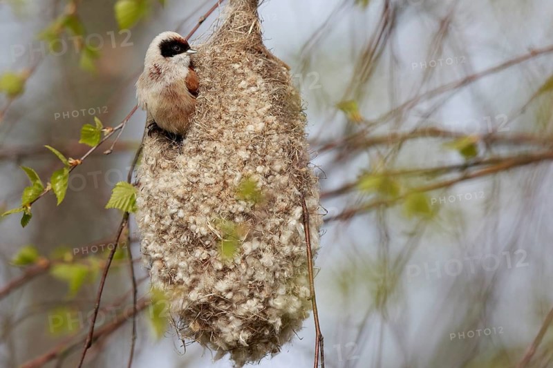 Eurasian Penduline Tit (Remiz pendulinus) male at nest, Poland