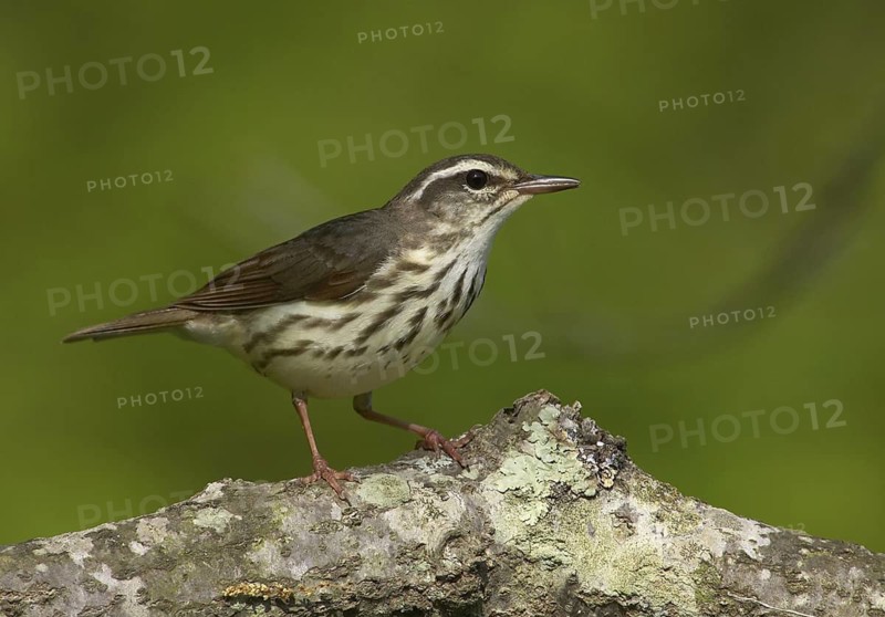 Louisiana Waterthrush (Parkesia motacilla), Ohio, USA