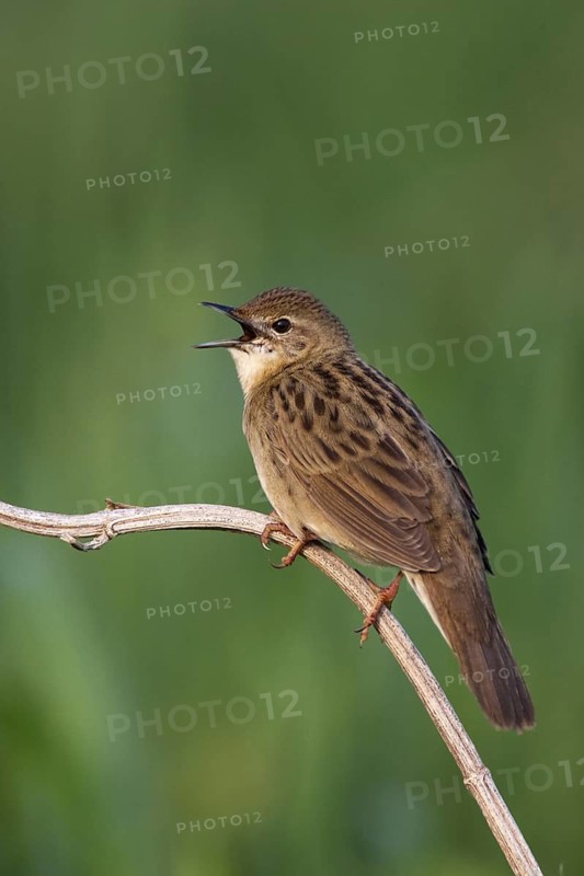 Common Grasshopper Warbler (Locustella naevia) singing, Brandenburg, Germany